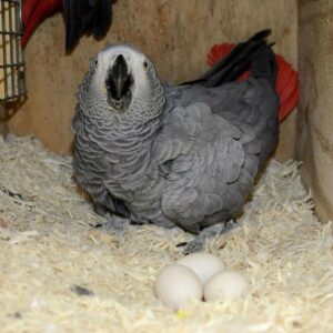 African Grey Parrot Eggs Available