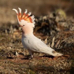 Major Mitchell’s Cockatoo