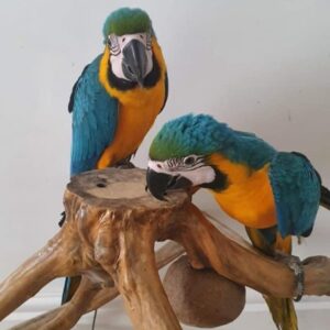 Blue and Gold Macaw