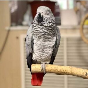 African Grey for sale