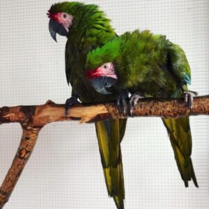 Military Macaws