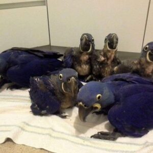Hyacinth Macaw