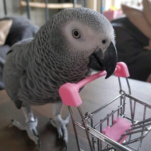 Female baby African Grey For Sale