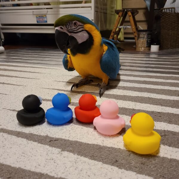 Adorable Blue and Gold Macaw