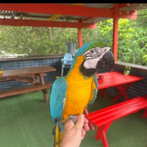 Female Blue and Gold Macaws