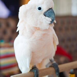 Cockatoos for sale