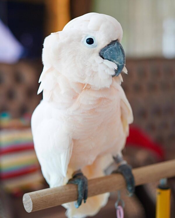 Cockatoos for sale