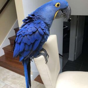Female Hyacinth Macaw