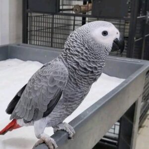 Female African Gray Parrot for Sale