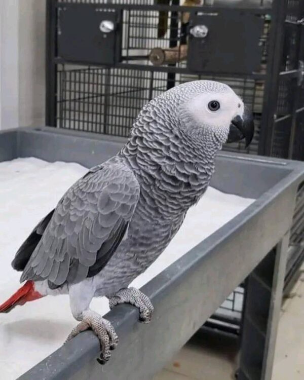 Female African Gray Parrot for Sale