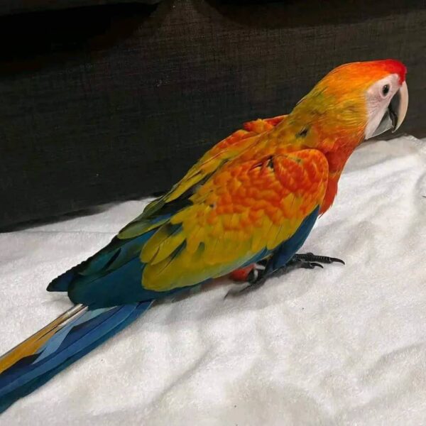 Scarlet macaw for sale..