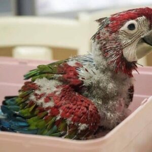 Baby Scarlet Macaws