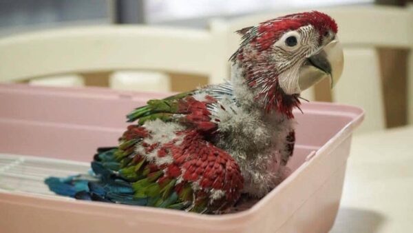 Baby Scarlet Macaws