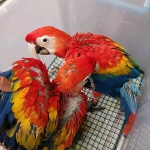 Scarlet macaws