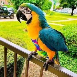 Blue and Gold Macaw
