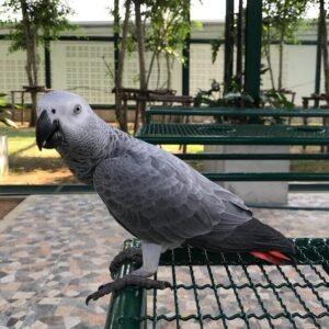 African Grey for sale