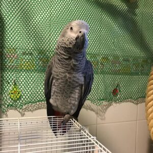 African Grey Parrot