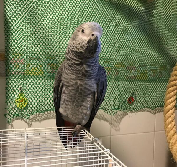 African Grey Parrot