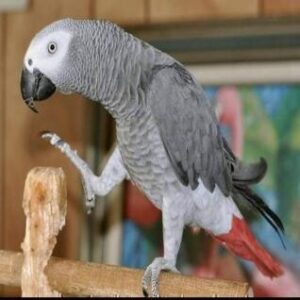 African Grey parrot
