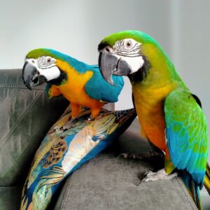 Bonded pair blua & gold macaws