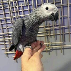 Male African Grey For Sale