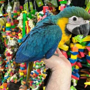 Male Blue and Gold Macaw For Sale