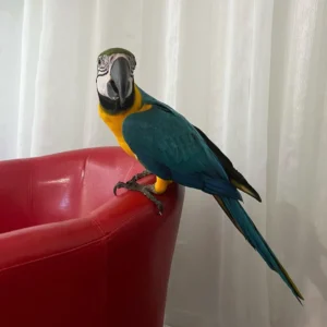 Male Blue and Gold Macaw for sale
