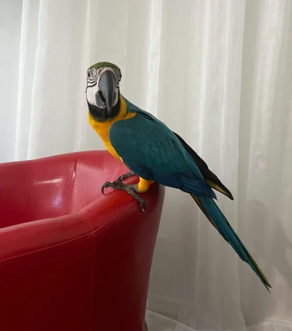 Male Blue and Gold Macaw for sale