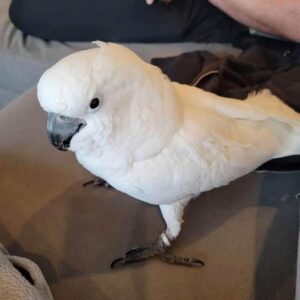 Cockatoo