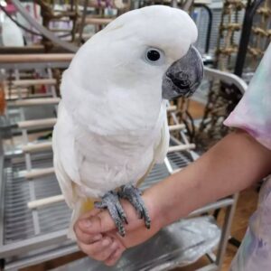 Buy cockatoos Online