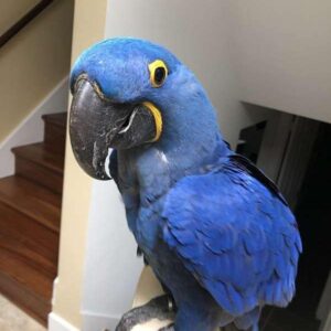 Male hyacinth macaw parrots for sale