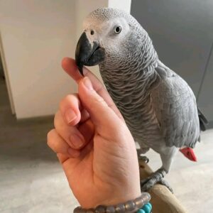 Buy Congo African grey parrot Online