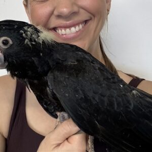 Red Tail Black Cockatoo - Female