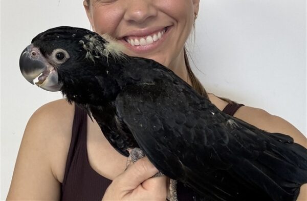 Red Tail Black Cockatoo - Female