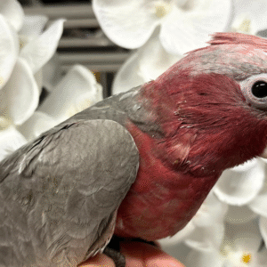 Rose Breasted Cockatoo