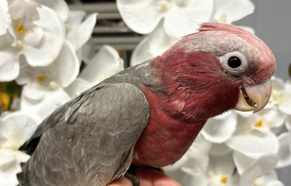 Rose Breasted Cockatoo