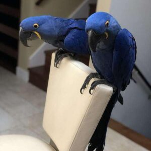 pair hyacinth macaw parrots for sale