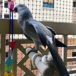 African Grey Parrot