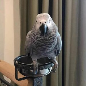 African Grey Parrot