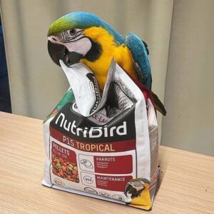 Adorable Blue and Gold Macaw